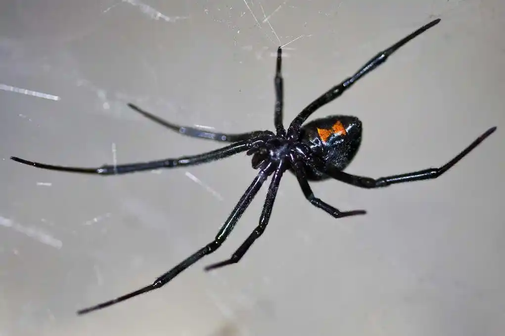 Los machos de “viuda negra” pueden picar humanos