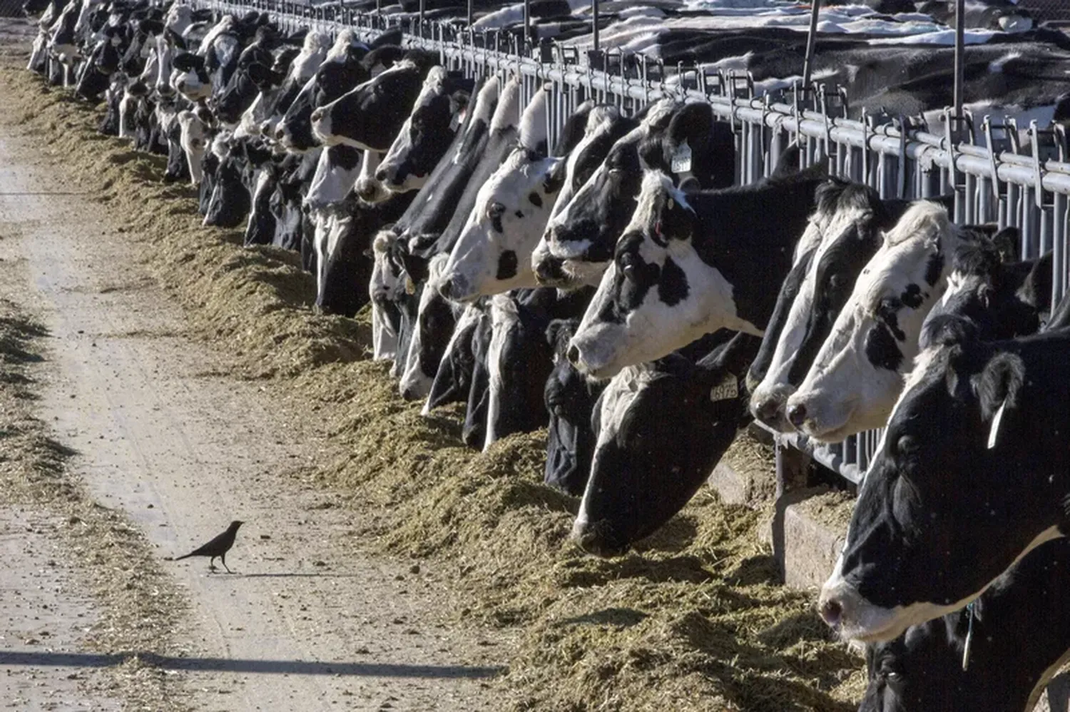 Dairy cattle feed at a farm on March 31, 2017