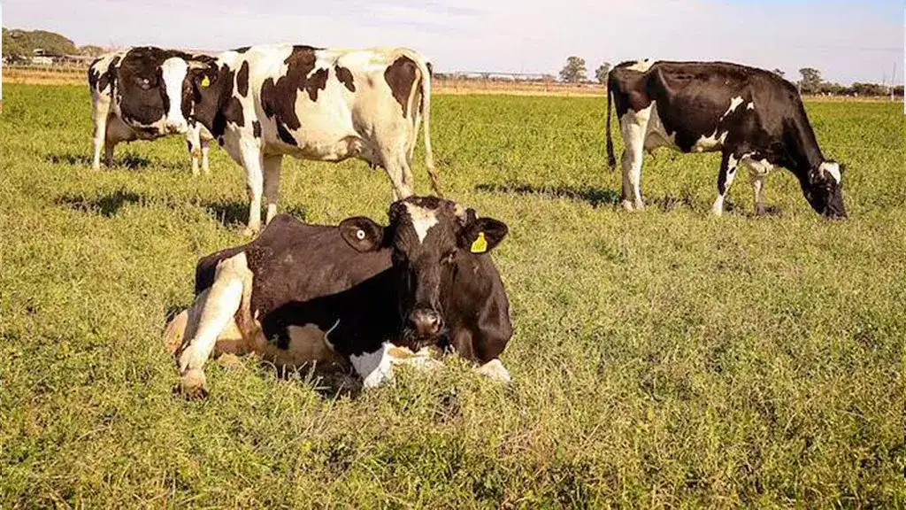 Cómo preparar los sistemas lecheros para afrontar El Niño - 2
