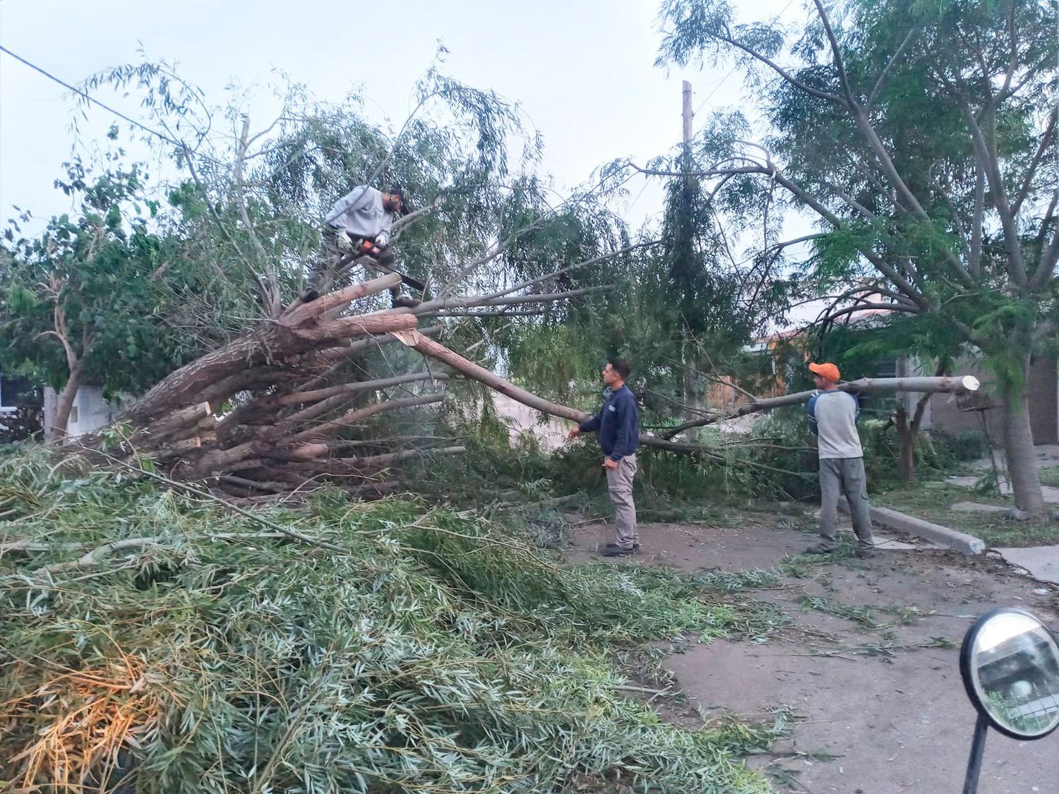 Personal municipal trabajando para remover árbol en calle Rivadavia