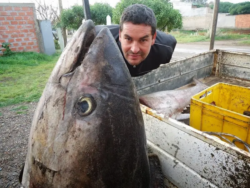 Encontraron un atún gigante en Bahía San Blas