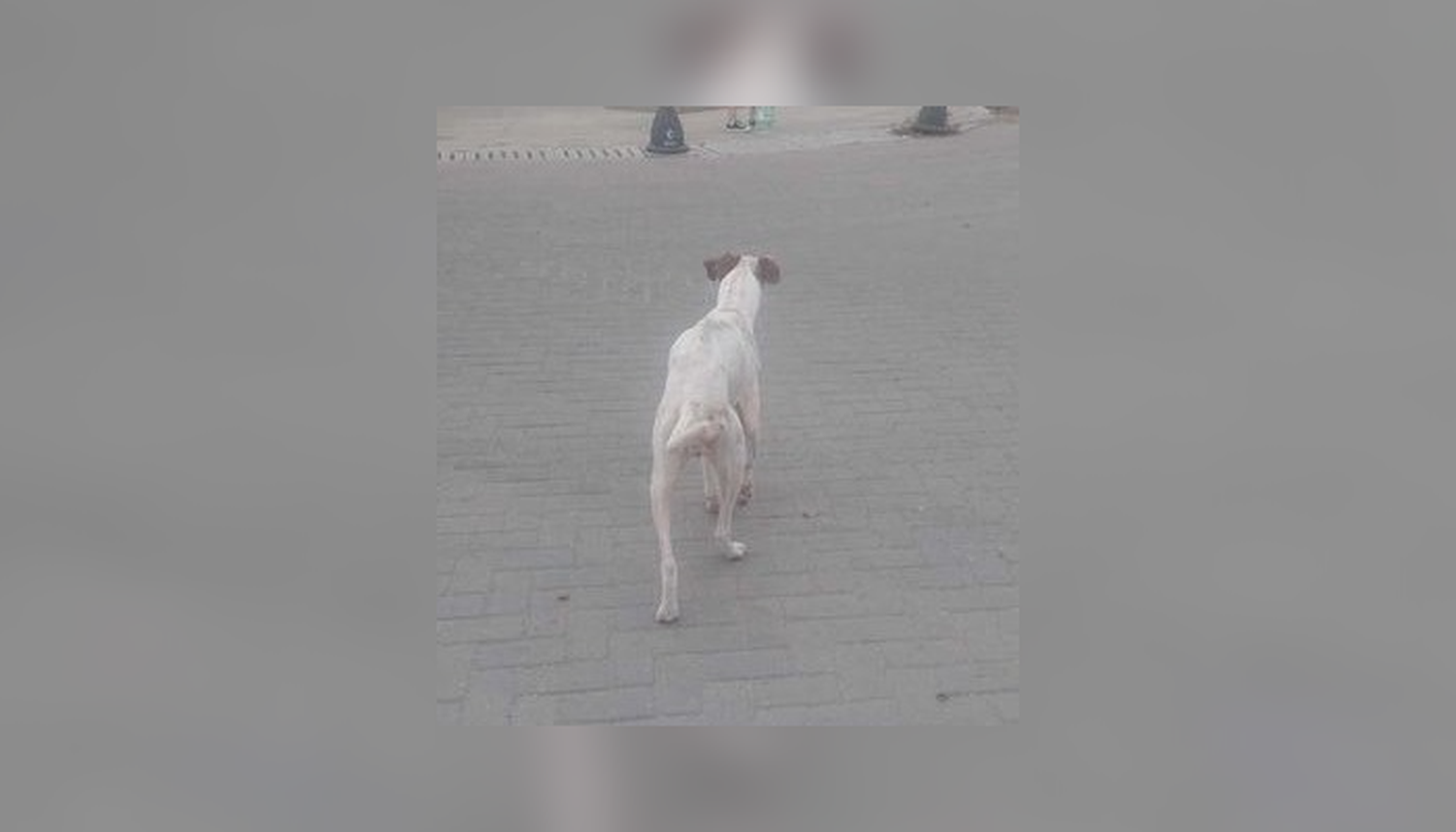 Perrito encontrado en 11 de Septiembre