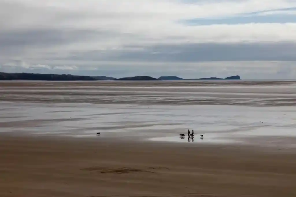 misteriosa criatura en costas británicas 3