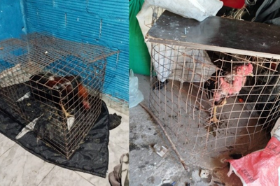 Villa Gobernador Gálvez: 14 detenidos y 11 aves rescatadas en una riña de gallos clandestina