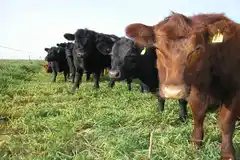 El Senasa detectó casos de carbunclo bacteridiano o "ántrax" en ganado de Río Negro