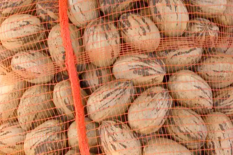 Nuez pecán: verificaron la primera exportación de Entre Ríos a China