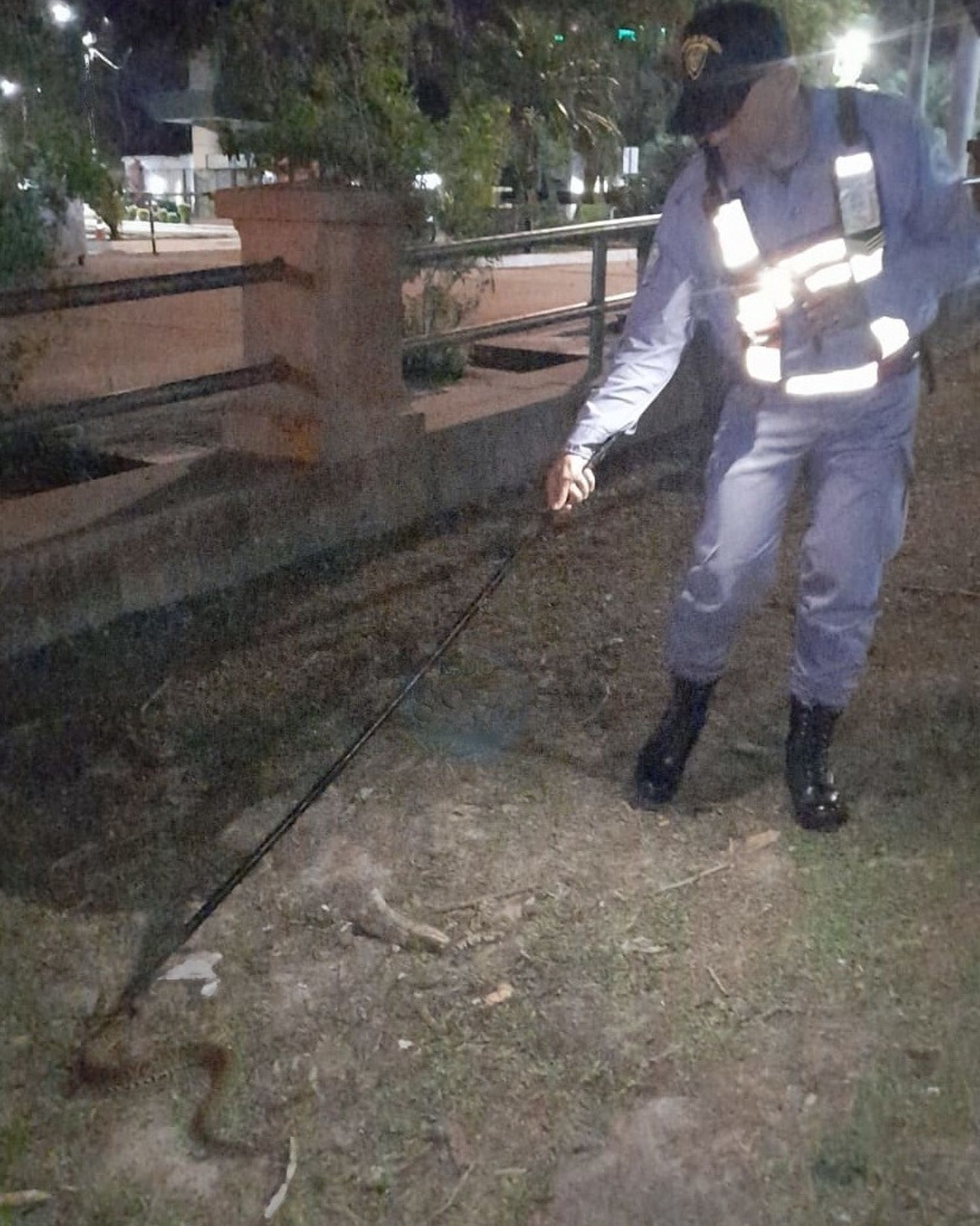 Policías rescataron a una serpiente yarará que estaba frente a la Virgen del Puerto