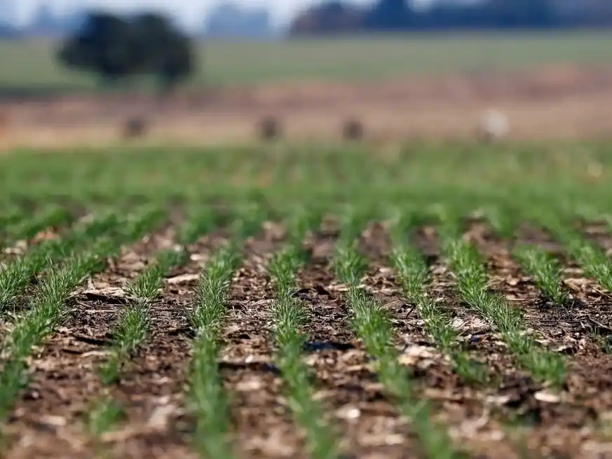 El trigo continúa su ciclo con un desempeño excepcional, consolidándose como la gran esperanza de la campaña.