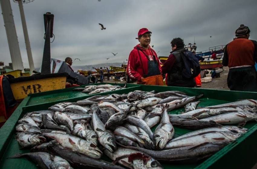 Nación apuesta por la merluza para reactivar el trabajo en el Puerto