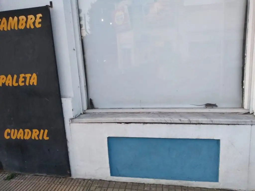Desde Bromatología aseguraron que las imágenes de una carnicería con ratas son viejas