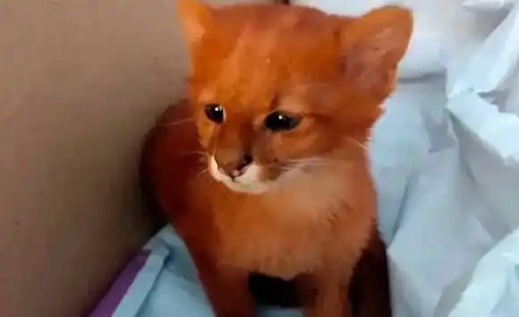 Cuidan a un ejemplar de Puma Jaguarundi hallado en la zona rural antes de su reinserción al hábitat natural