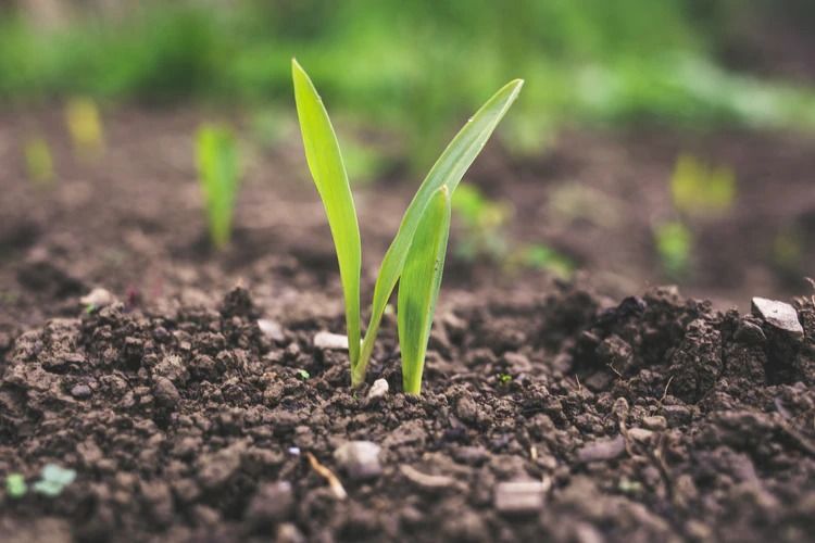 Labranza: Aspectos fundamentales de esta etapa de la tarea agrícola