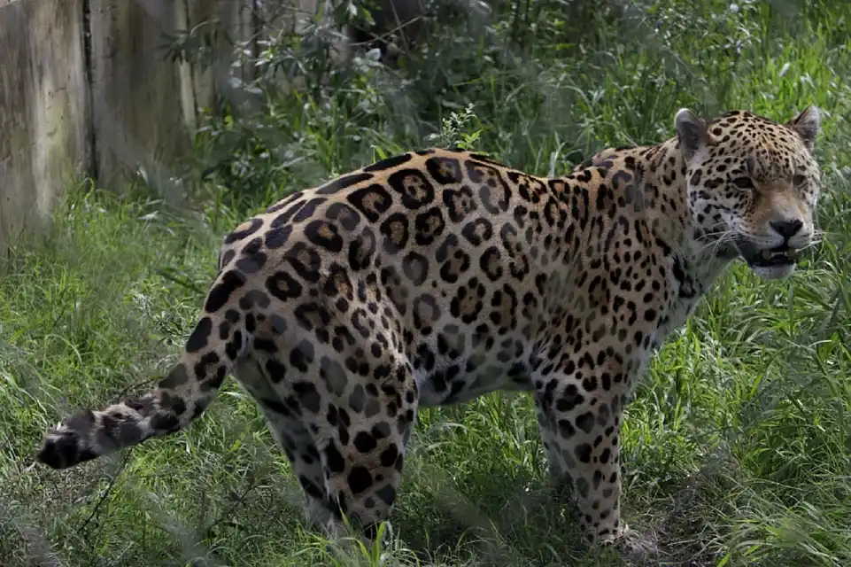 Supervisan centros de rescate de animales silvestres en la provincia