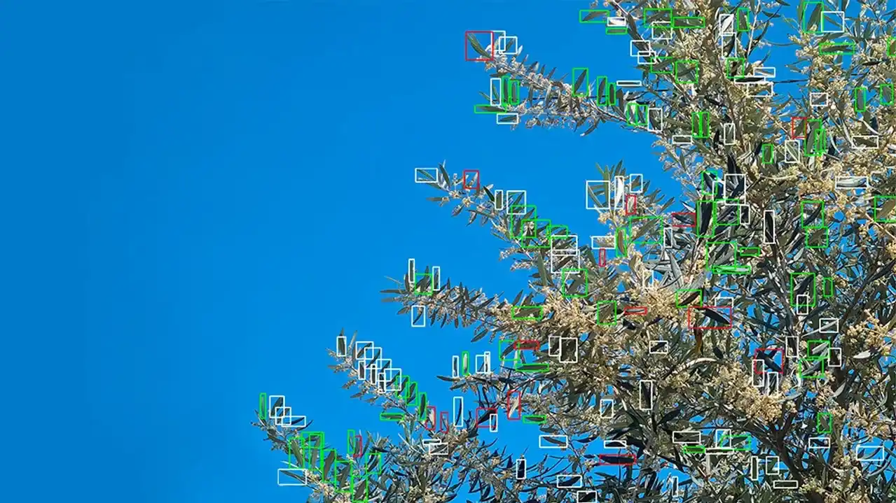 La IA detecta enfermedades en un árbol. (Foto: Agencia NA - CONICET)