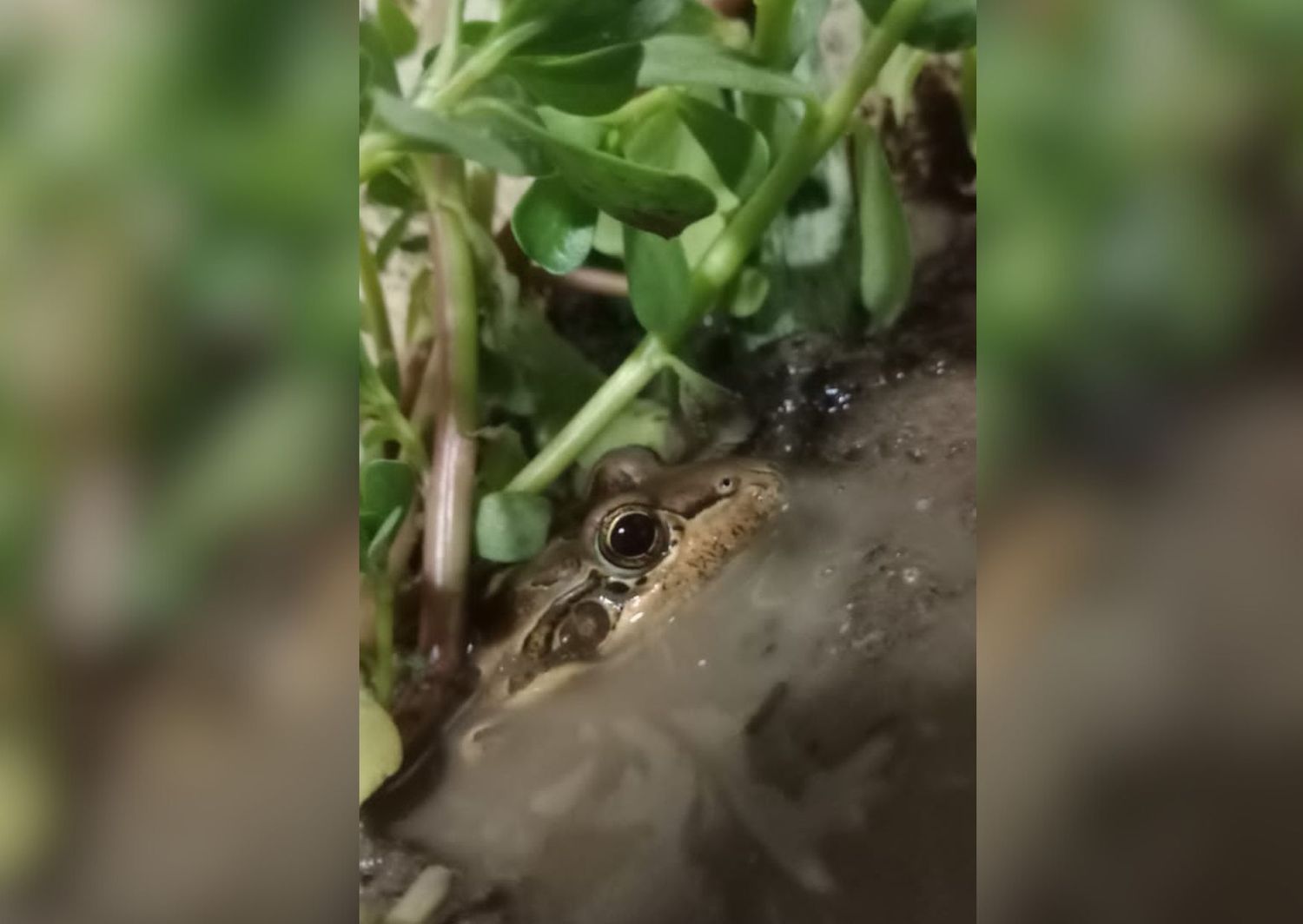 La rana Poroto, ganadora del sorteo de las mascotas