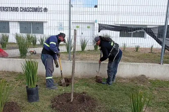 Plantaron lapachos, ceibos, dietes y fresnos en el Centro Universitario y el Jardín Clarisa Amézaga