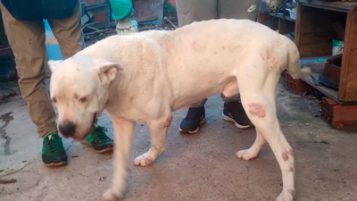 Rescataron a un perro por presunto maltrato y buscan una familia que lo adopte
