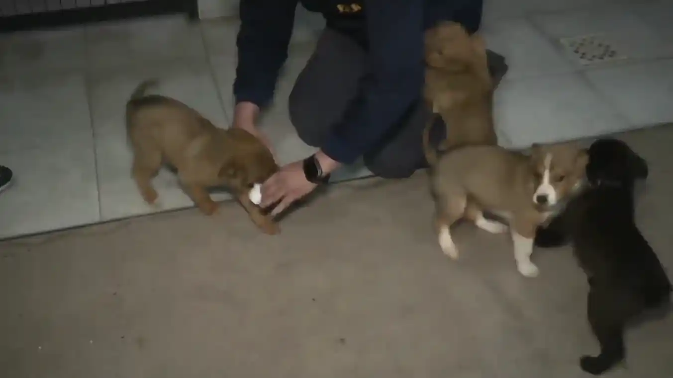 Incorporaron cuatro cachorritos a la Policía de Entre Ríos