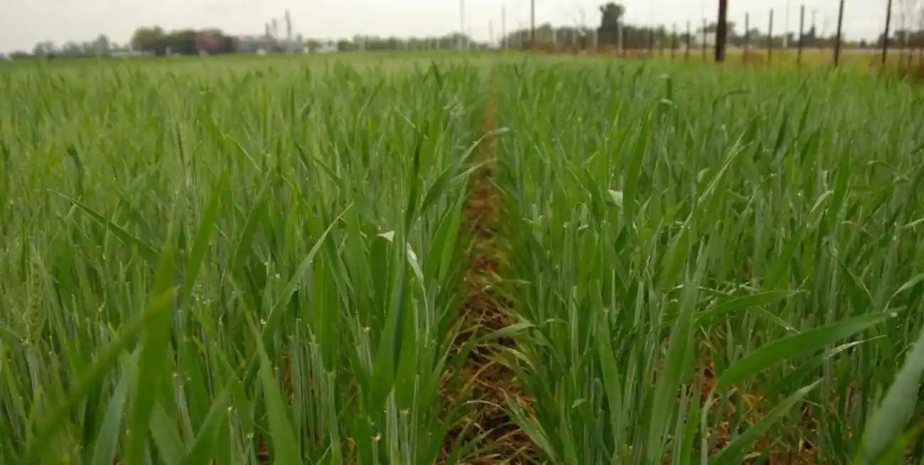 El escenario se torna más alentador considerando que las áreas de trigo sembradas en esta campaña serán mayores a las de años anteriores.