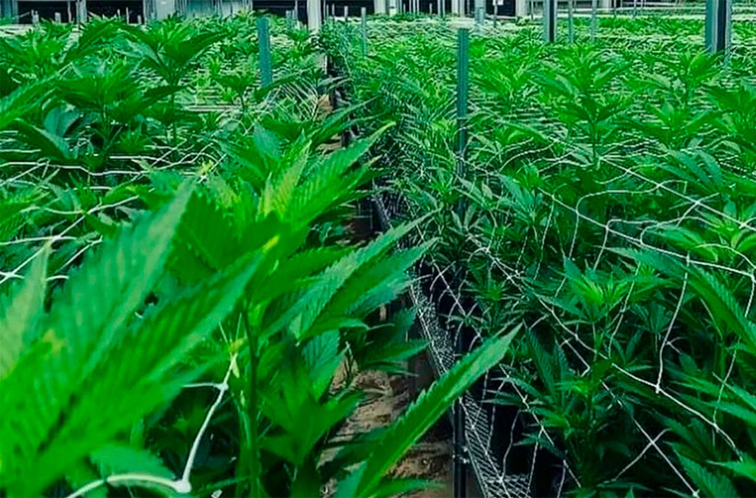 Se realizará la primera Cumbre Internacional del Cannabis y Cáñamo en Mar del Plata