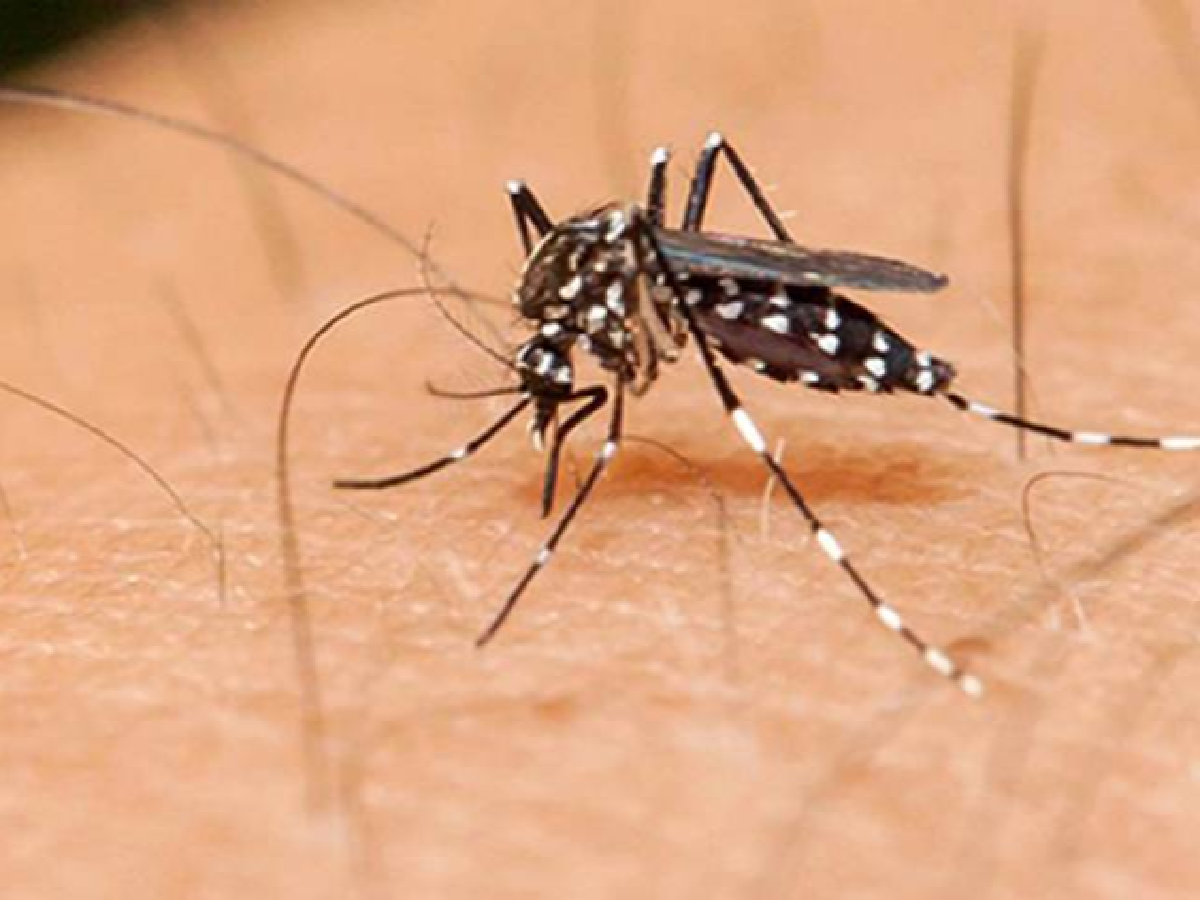 Investigan un caso sospecho de dengue en San Francisco