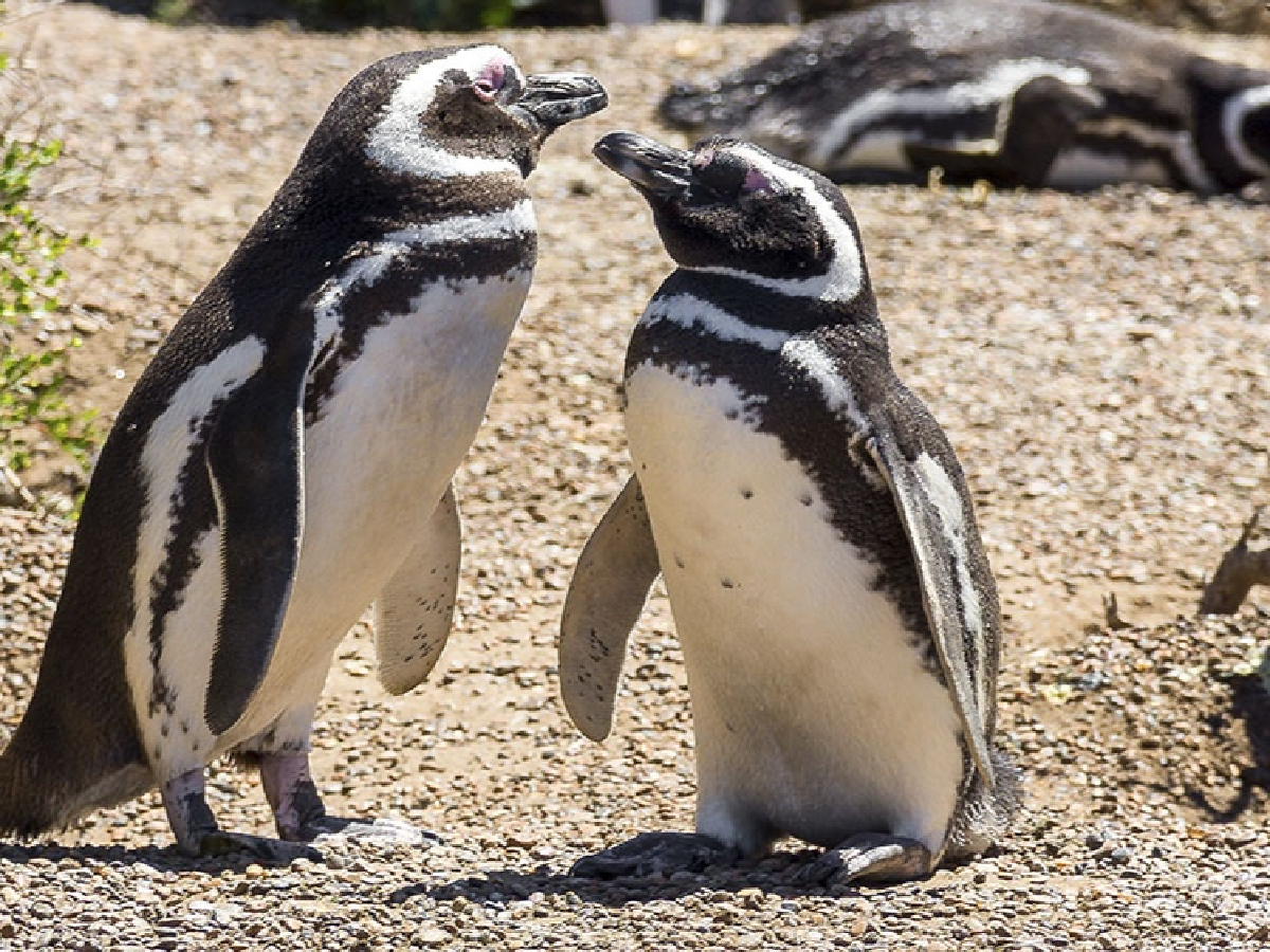 Por el aislamiento hay pingüinos en Miramar, carpinchos en Necochea y ciervos en el delta del Paraná