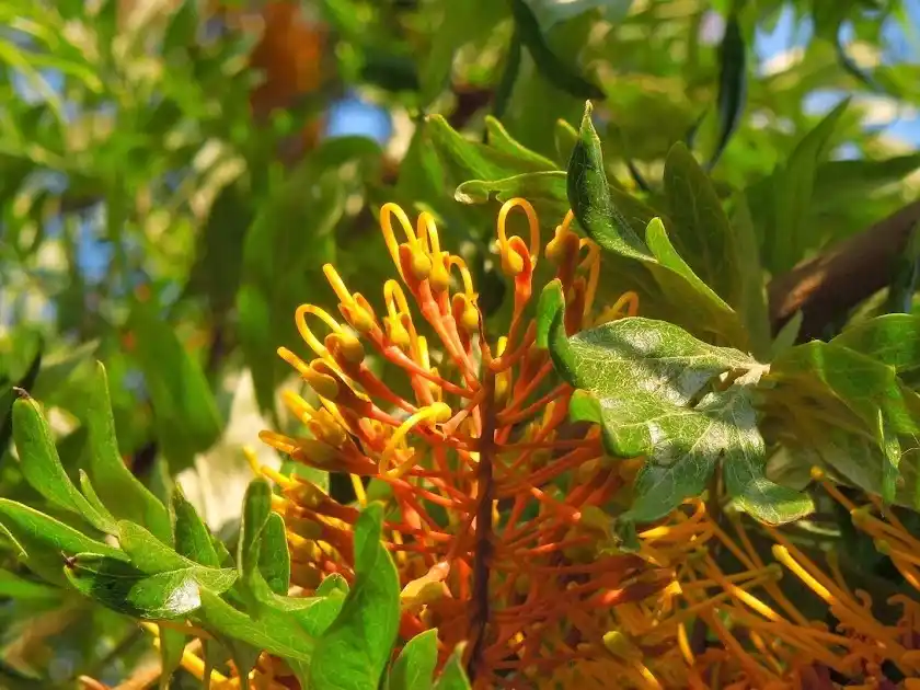 Árbol Roble Australiano