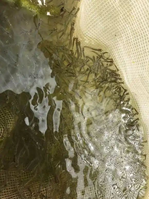 Segunda temporada de siembra de pejerrey en laguna La Salada de Monasterio