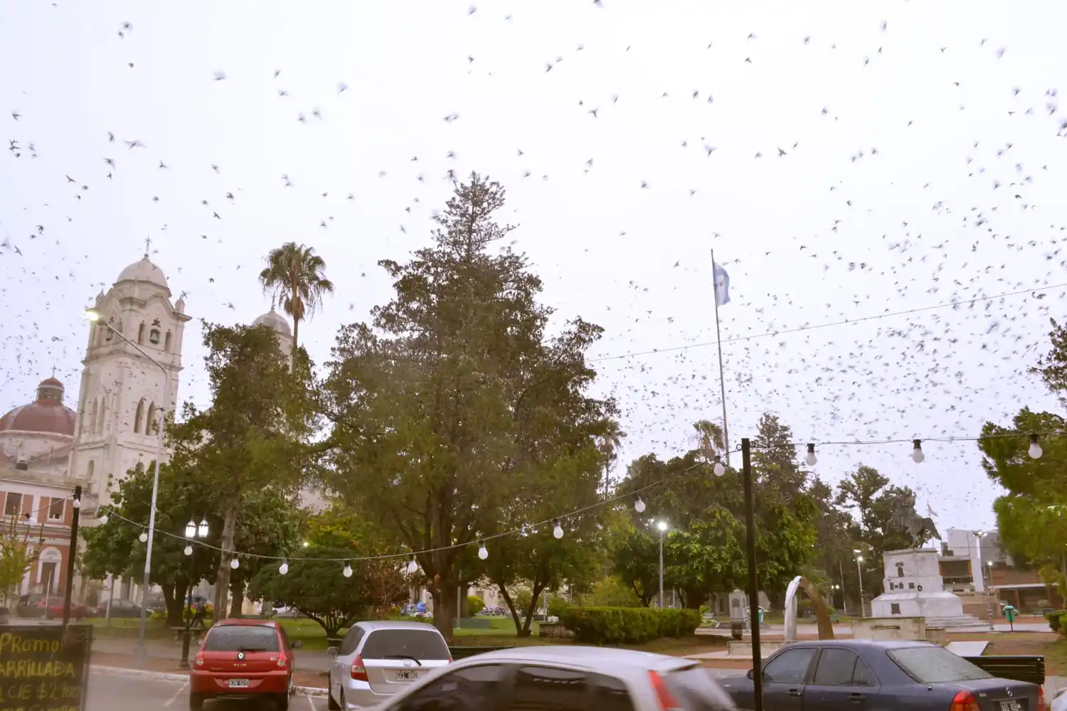 ¿Qué sabemos de las golondrinas que eligieron a Victoria este verano?