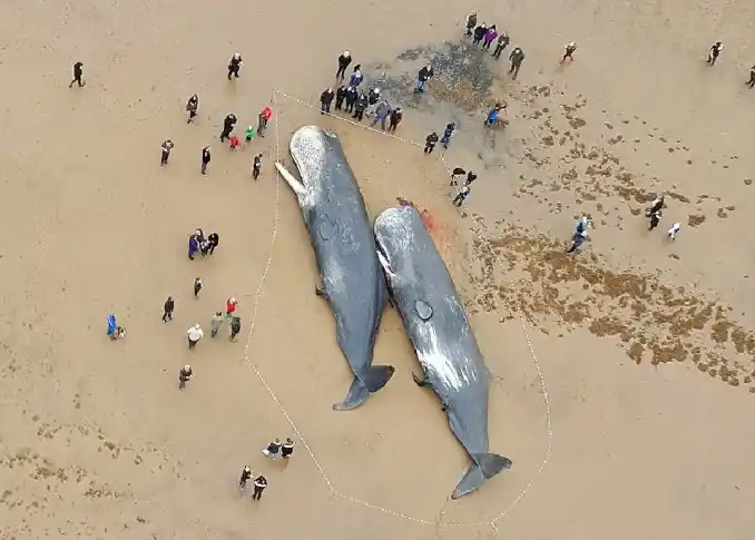 Cuatro ballenas de 500 toneladas aparecieron muertas en la costa inglesa