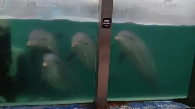Persisten denuncias a Aquarium por las malas condiciones en las que se encuentran los animales