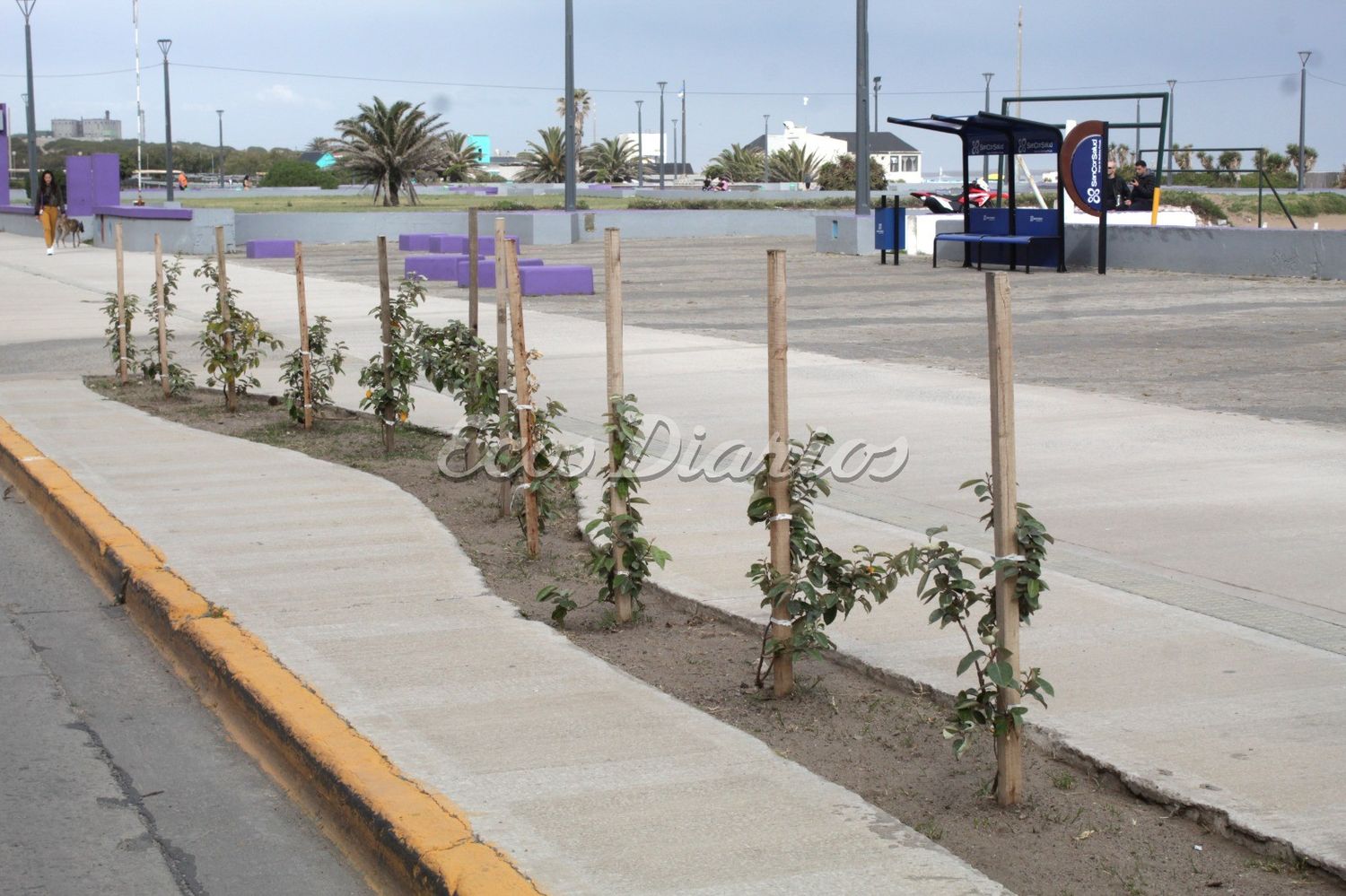 Playa: intensifican mejoras en la Av. 2 y colocan bajadas públicas