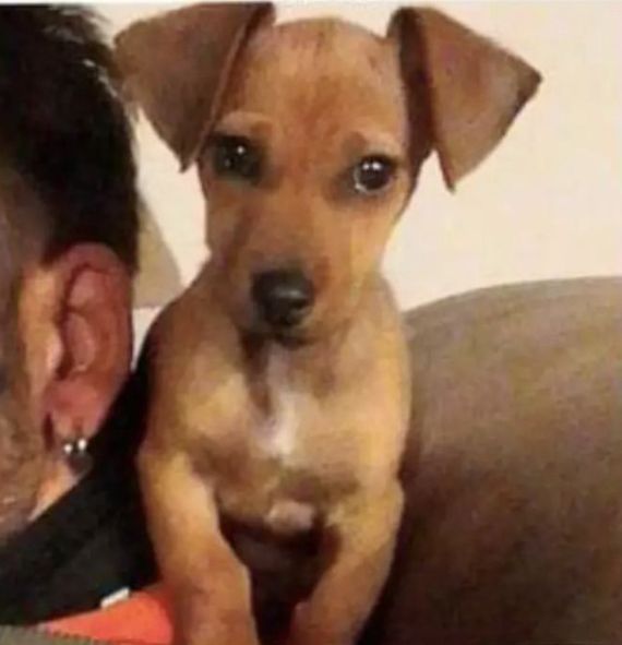 Ofrecen recompensa para recuperar a un perro robado