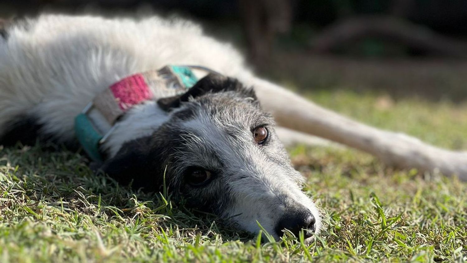 La galga mestiza a la espera de poder viajar a su nuevo hogar.