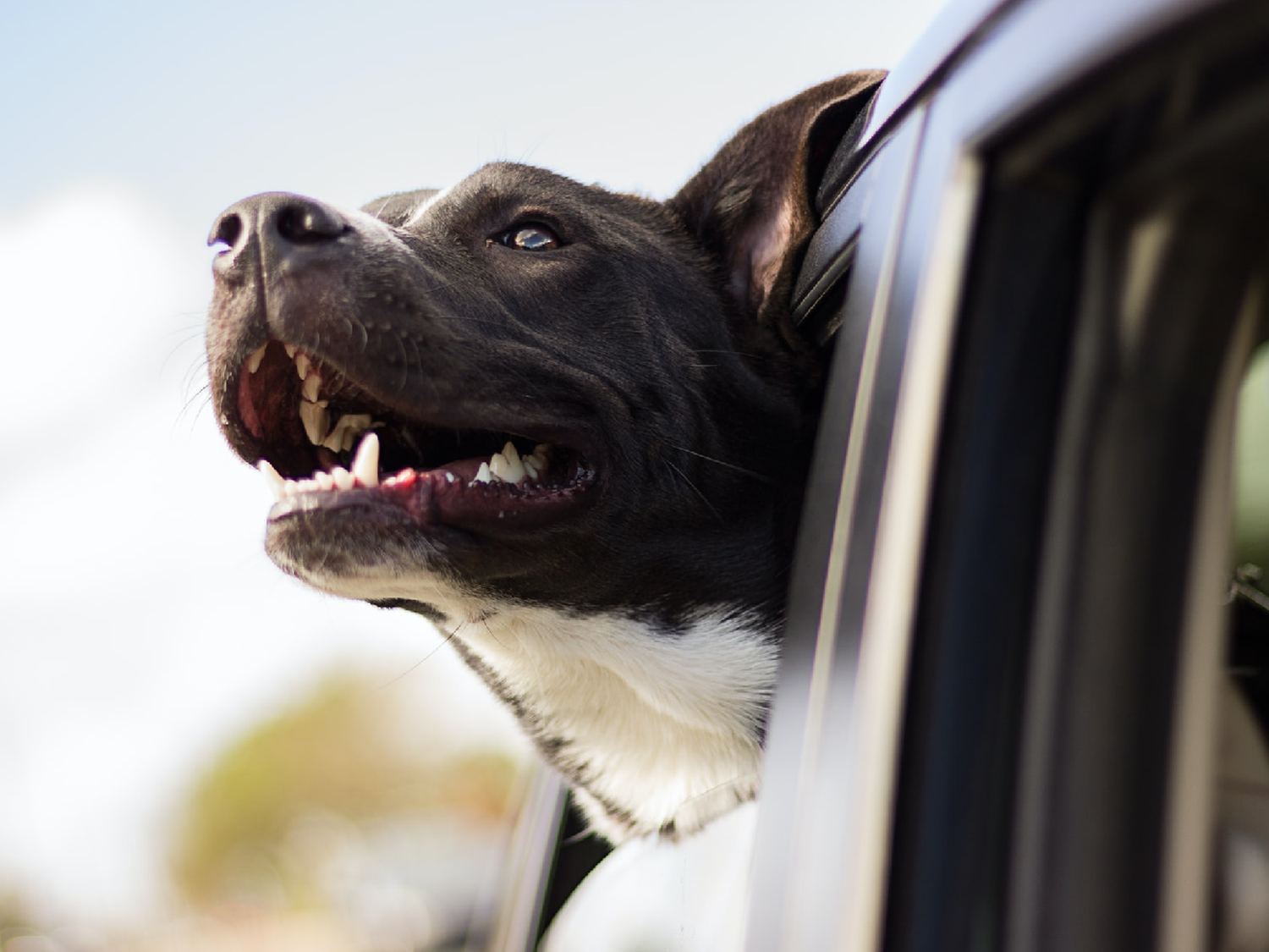 Para evitar desgracias por ataques de perros