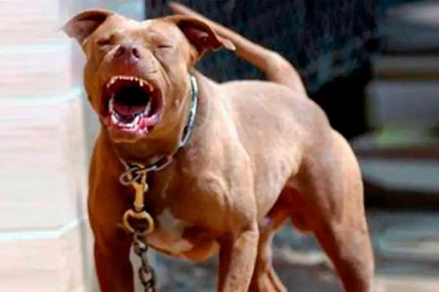 Rosario: un pitbull mordió a cinco personas y un policía le disparó para frenar el ataque