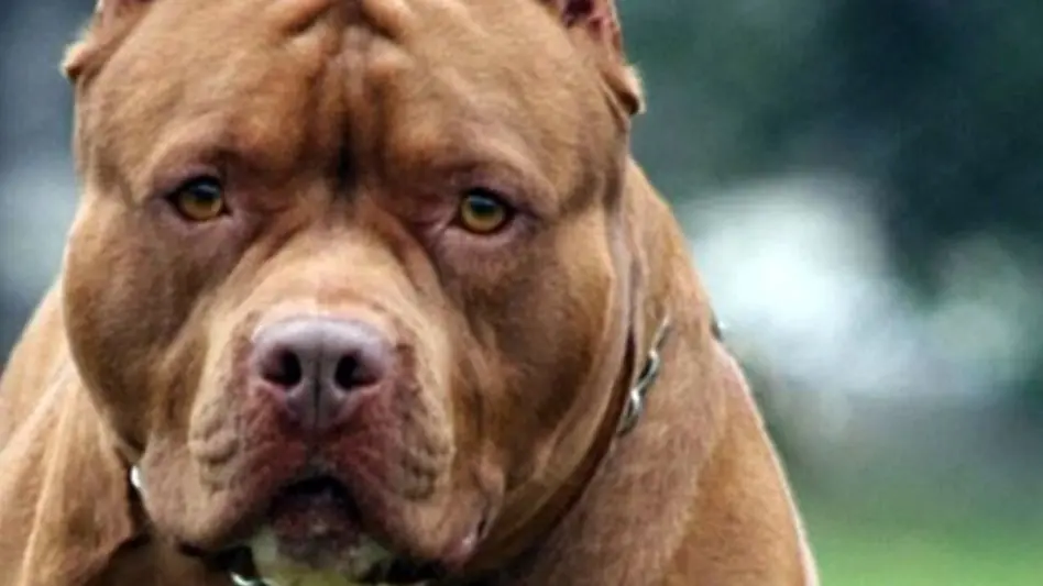 Santa Fe: una beba quedó internada en terapia intensiva tras ser atacada por un pitbull