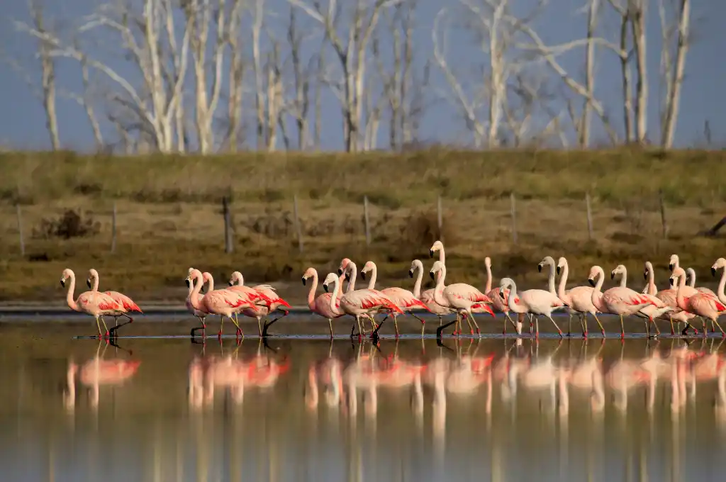 Un espectáculo natural: los flamencos tiñeron de rosa las aguas del sur santafesino 