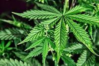 Cannabis terapéutico: qué estudian los laboratorios en el país