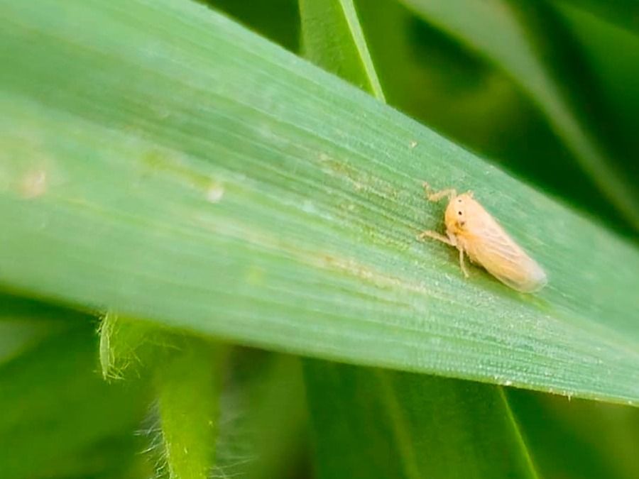 Alerta en el maíz: la chicharrita avanzó en casi todas las regiones durante el verano