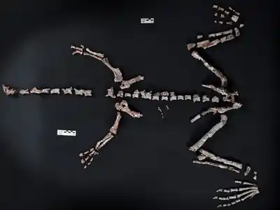 Encontraron en La Rioja el fósil de un dinosaurio que vivió hace más de 230 millones de años