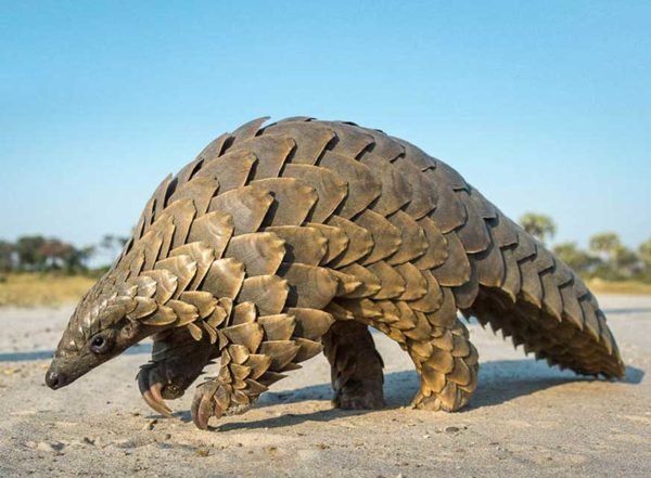 Un ejemplar de pangolín 