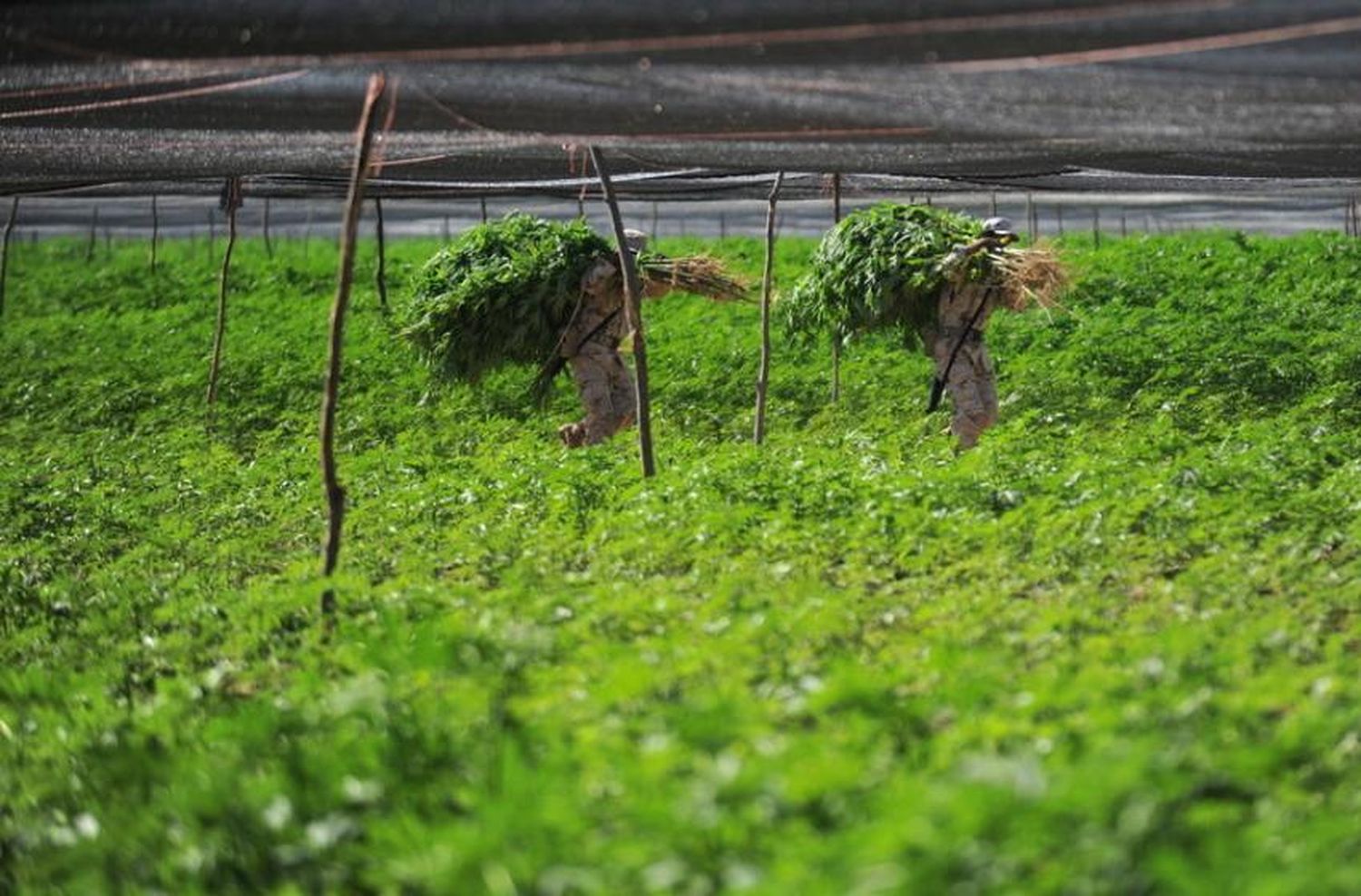 México: evalúan legalizar los cultivos de marihuana y amapola