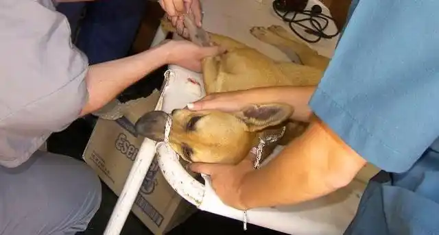 Castración canina gratuita en el Barrio Hipódromo
