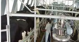 Caería un 11% la producción de leche en el 2016