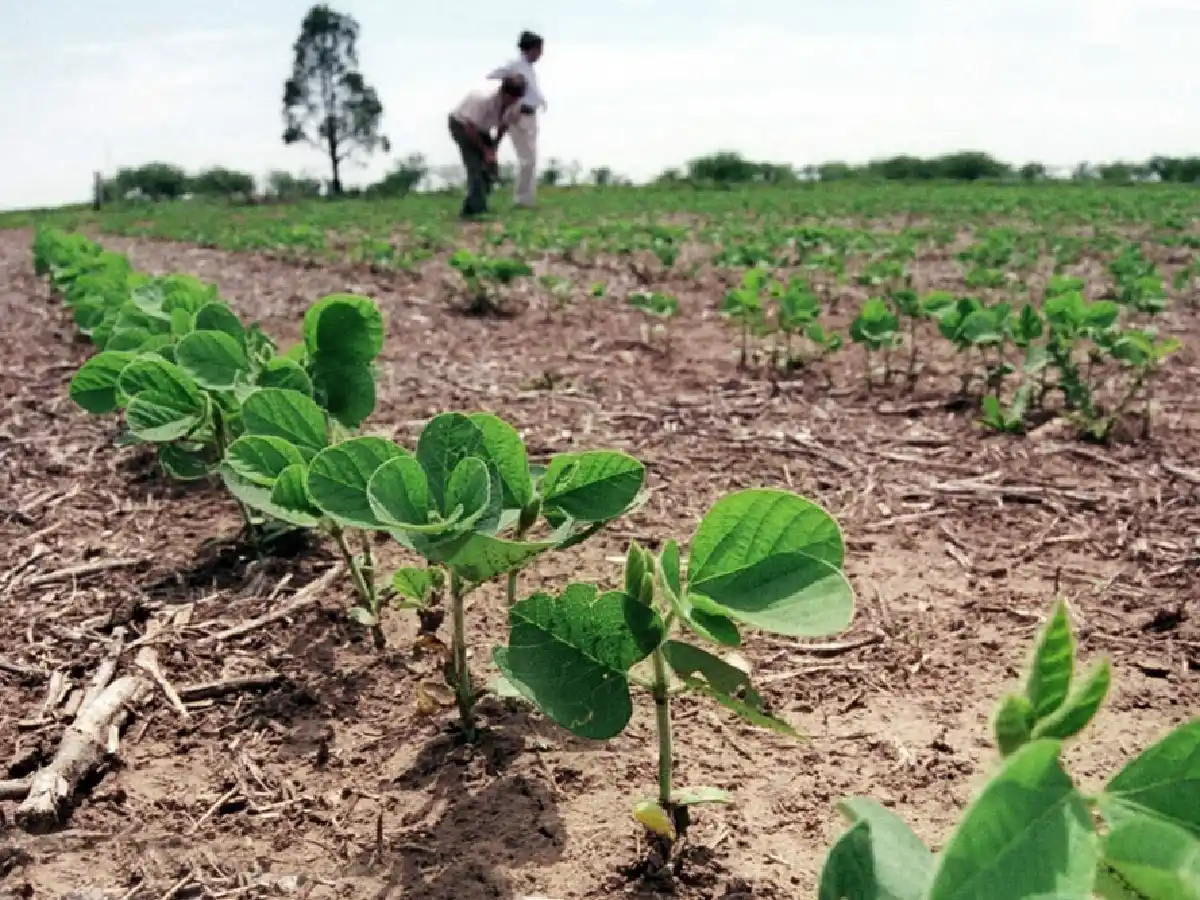 Histórico: La siembra de  soja presenta un retraso del 45% en la zona núcleo   