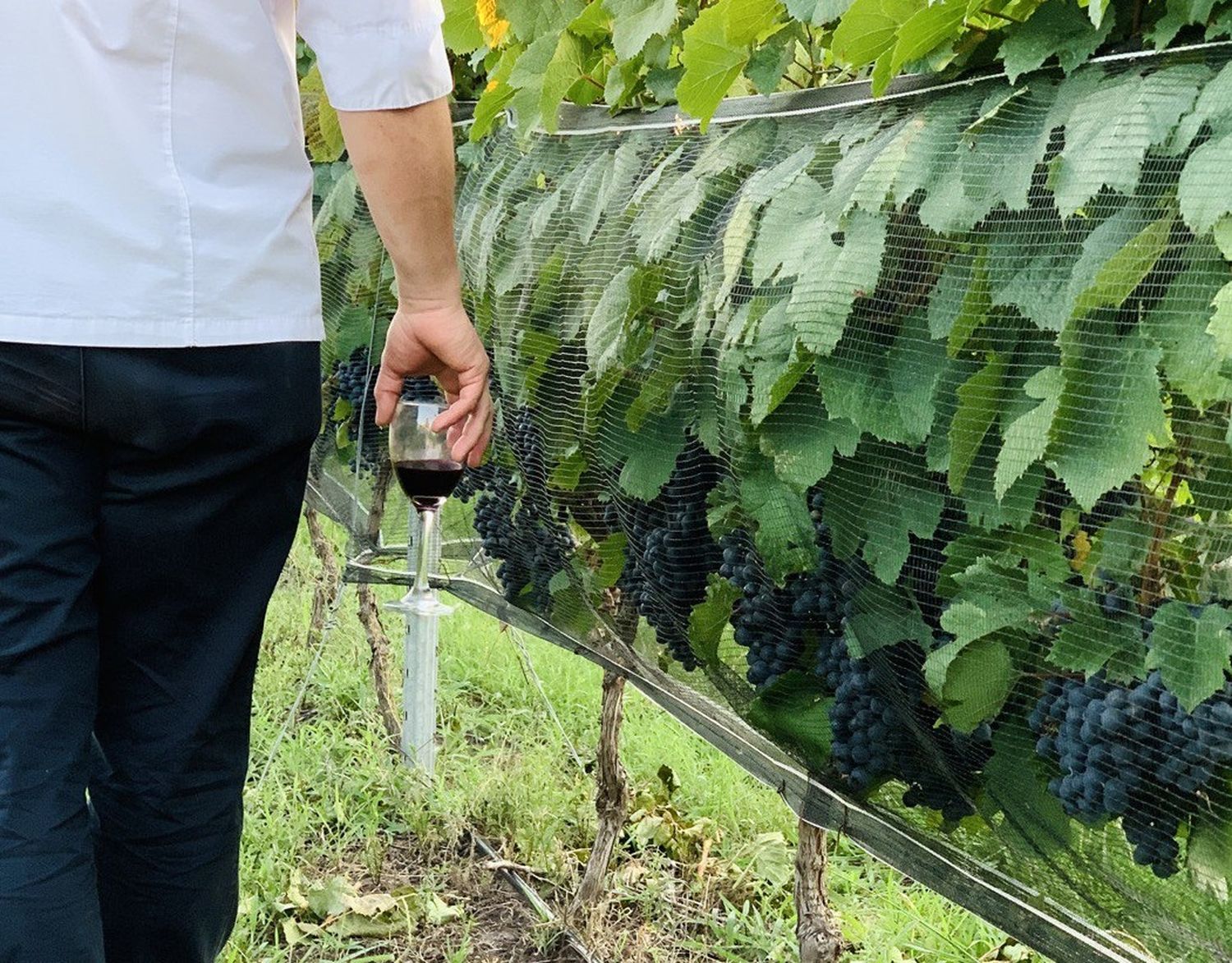 “El camino del vino”: Gualeguaychú impulsa el enoturismo como atractivo