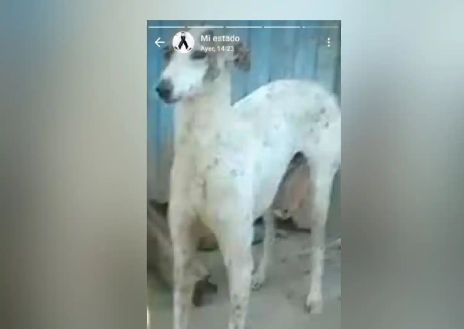 Perro perdido: buscan a Cachilo