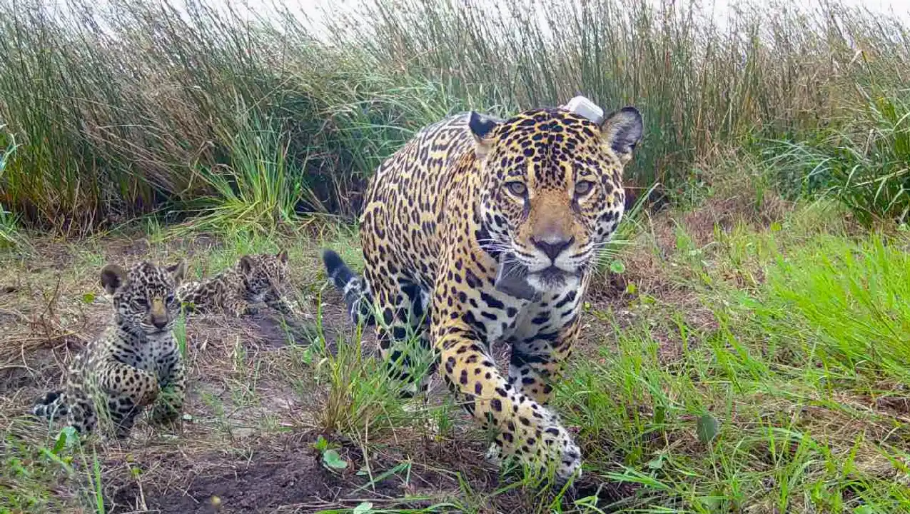 Los tres cachorros de Yaguareté nacieron en el Parque Nacional Iberá