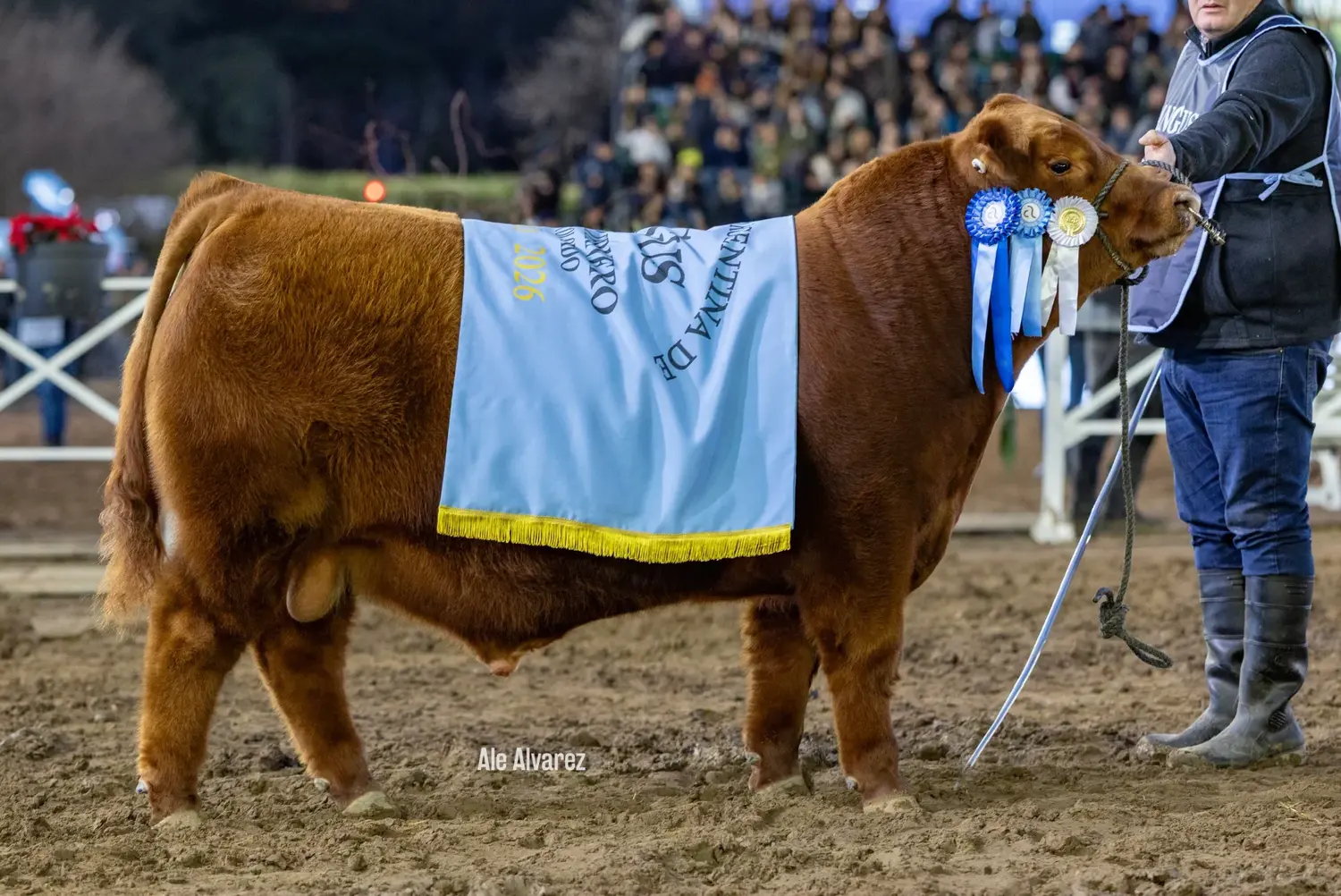 Expo Rural: Angus eligió sus mejores terneros y Arandú se tiñó de colorado